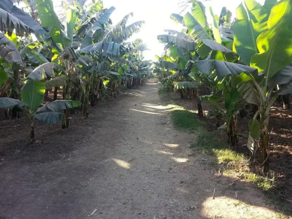 Explore Banana Island on a unique Luxor tour