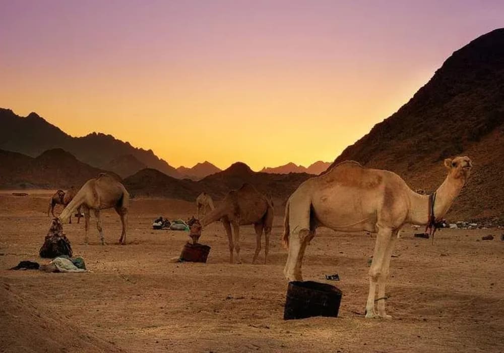 Hurghada Desert Safari By Jeep