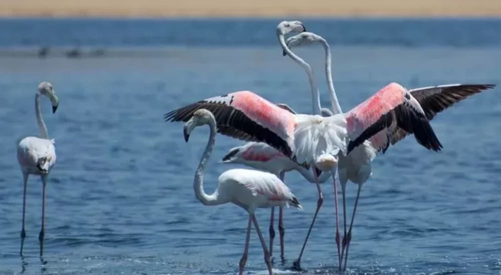 Best bird watching tour in Aswan Egypt exploring local bird species and the natural beauty of the Nile