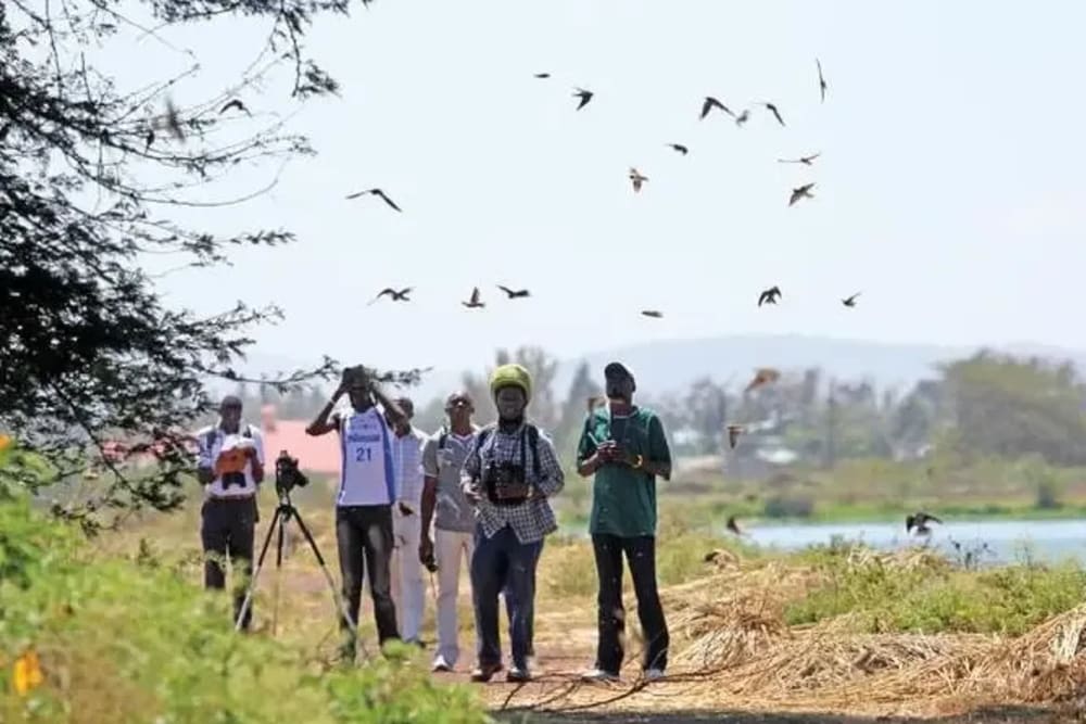 Wildlife and bird watching tour in Aswan Egypt featuring birds, river landscapes, and natural scenery