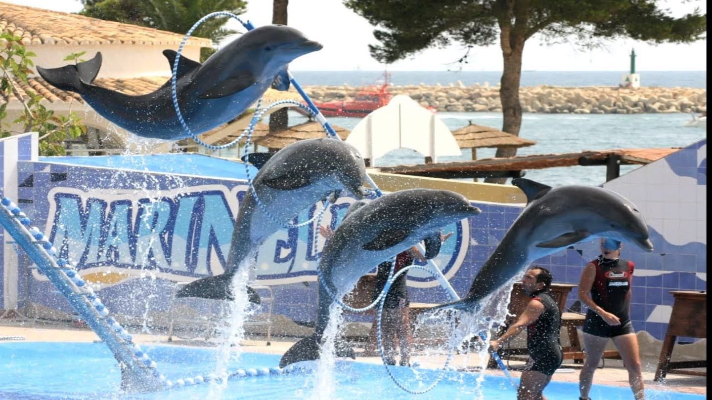 Dolphin show in Hurghada