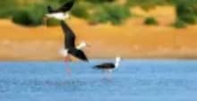 Aswan bird watching tour in Egypt with colorful birds along the Nile River and natural landscapes