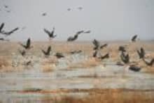 Nile River bird watching in Aswan Egypt with visitors observing native and migratory bird species