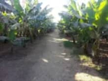 Explore Banana Island on a unique Luxor tour