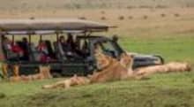  Lions resting in the Masai Mara, a highlight of the Kenya safari tour experience.