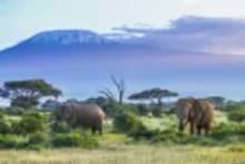 Elephants walking beneath Mount Kilimanjaro during a 8-days Kenya safari tour in Amboseli National Park.