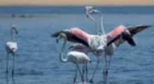 Best bird watching tour in Aswan Egypt exploring local bird species and the natural beauty of the Nile
