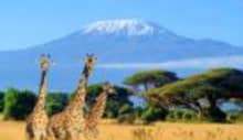 Giraffes grazing at sunset during a 3-Day Amboseli Safari from Nairobi.
