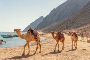 Dahab Day Tours