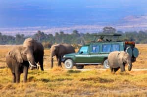 Maasai Mara Safari