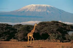 Tanzania Safari Tour
