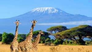 Amboseli National Park Safari