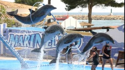 Dolphin show in Hurghada
