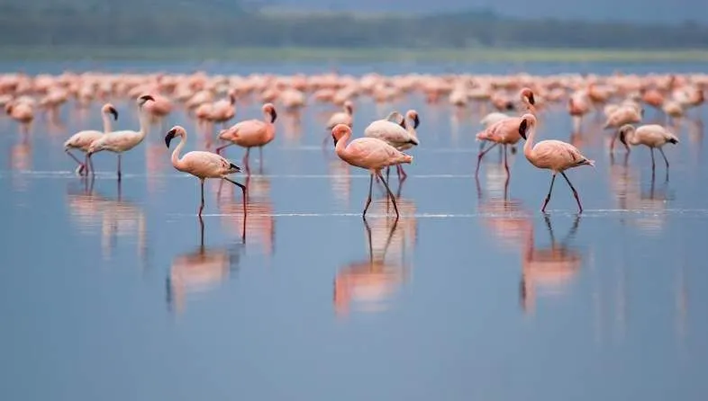 Flamingos and wildlife at Lake Nakuru National Park, Kenya - 12 Days Kenya and Egypt Tour