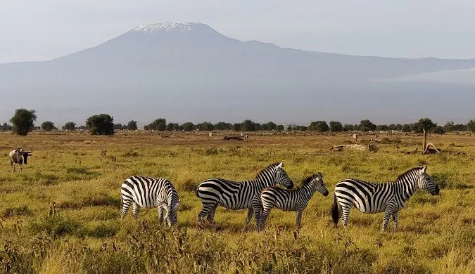 Grant's zebra