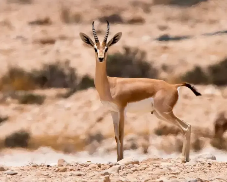 Dorcas gazelle, Ras Mohamed 12 Days Egypt Trips: Cairo, Nile Cruise and Sharm El Sheikh