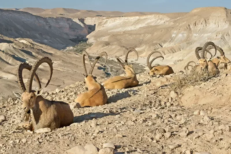 8 Days Cairo and Sharm Holidays