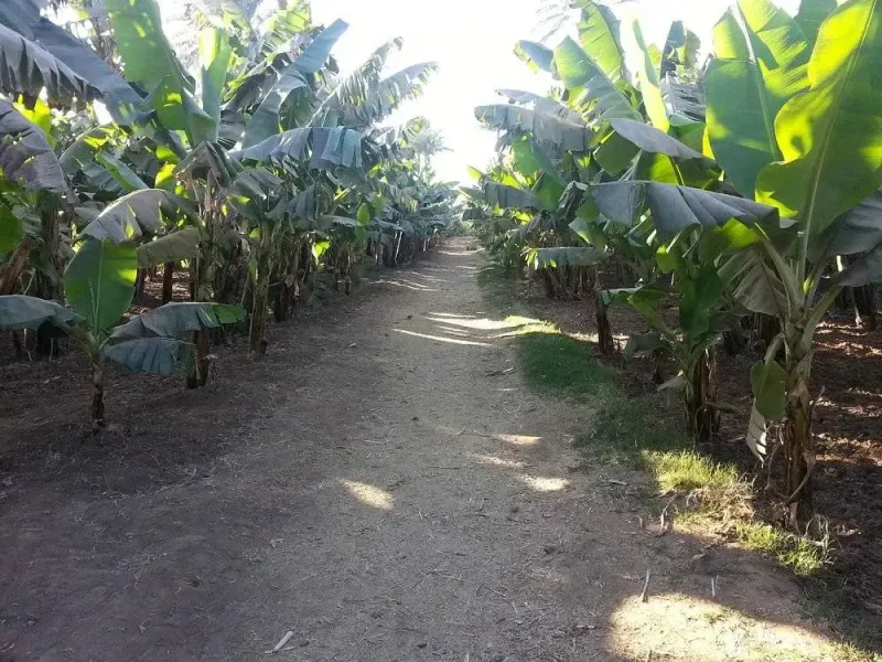 Explore Banana Island on a unique Luxor tour
