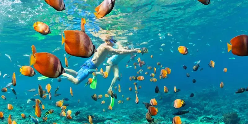 Marine life at Mahmya Island snorkeling Hurghada trips