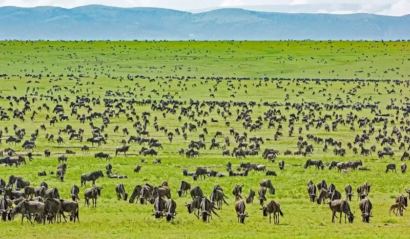  the Serengeti National Park on a 4-Day Serengeti Safari Tours – Africa Tours adventure
