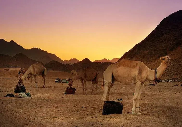 Hurghada Desert Safari By Jeep