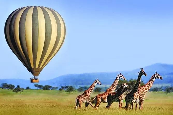 Giraffes feeding among acacia trees in the Serengeti on a 4-Day Serengeti Safari Tours