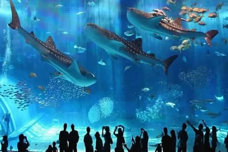 Hurghada Grand Aquarium marine life excursions in Hurghada