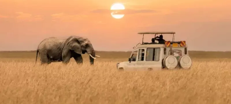 African bush elephant