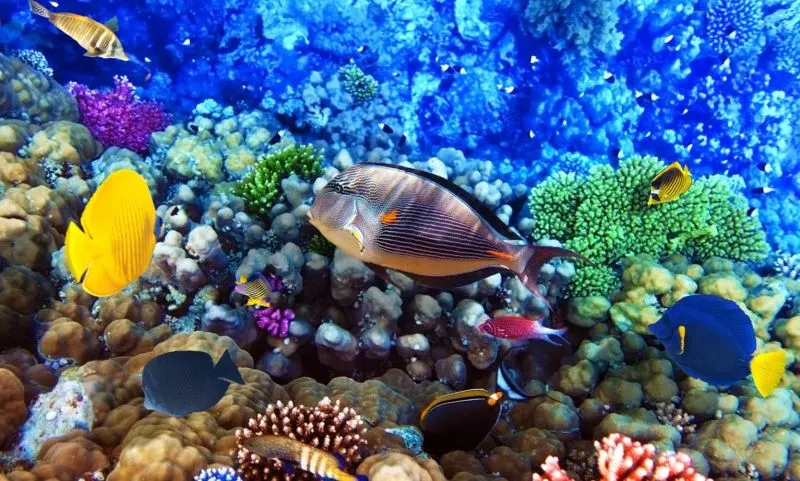 Trip to Tiran Island