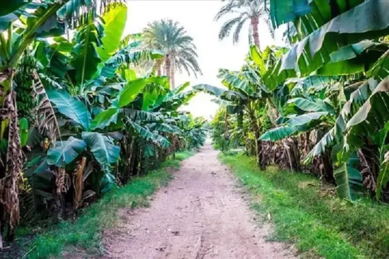 Banana Island in Luxor Luxor Banana Island Tour: A Peaceful Escape on the Nile River