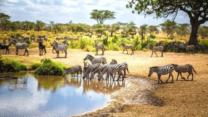 Zebras roaming in Tarangire National Park during Tanzania safari