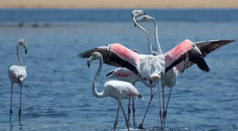Bird Watching in Aswan 