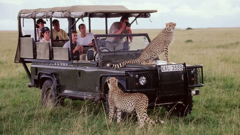  cheetahs pride spotted on a game drive during a 3-day Kenya Safari Masai Mara experience.