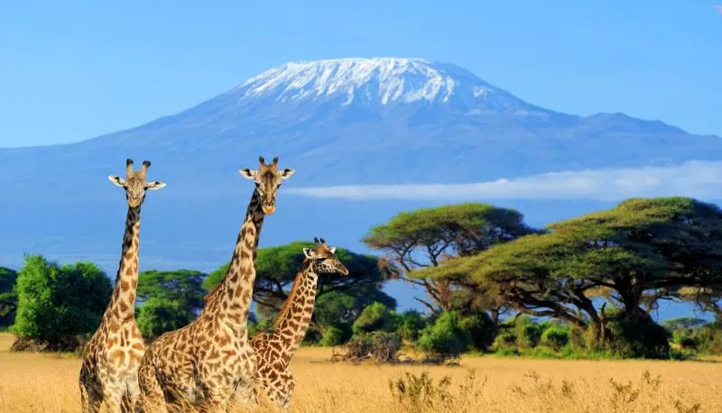 Giraffes grazing at sunset during a 3-Day Amboseli Safari from Nairobi.
