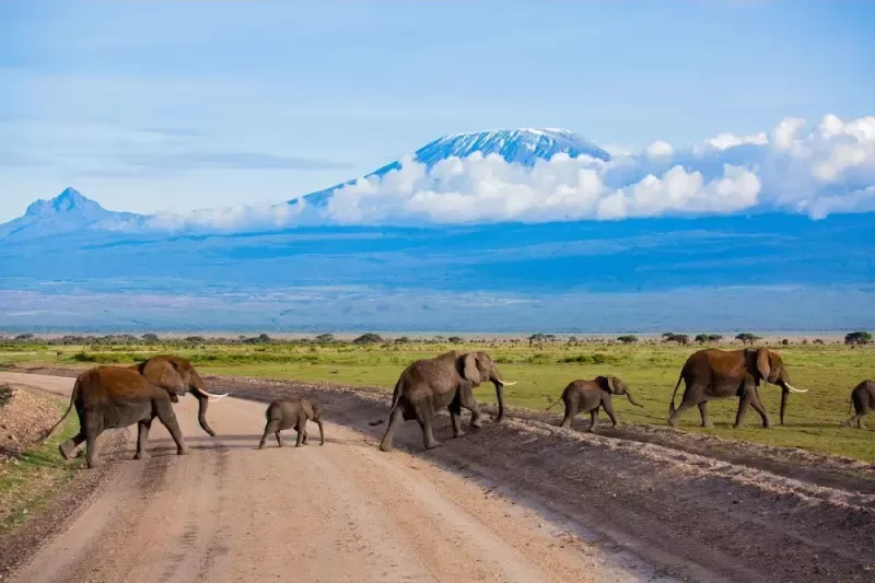 Elephant in Maasai Mara during Kenya safari - Egypt and Africa tours