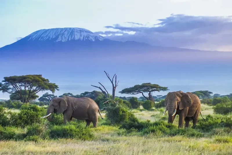 African forest elephant