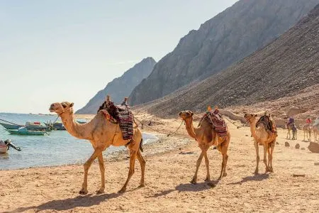 Dahab Tours