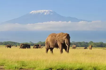 Kenya Safari Trip