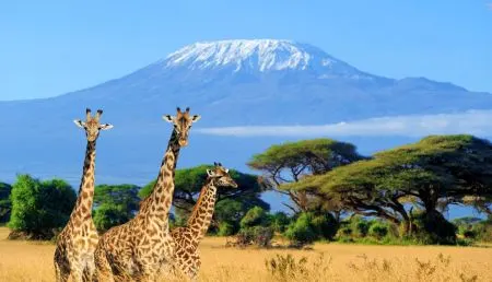 Amboseli National Park Safari