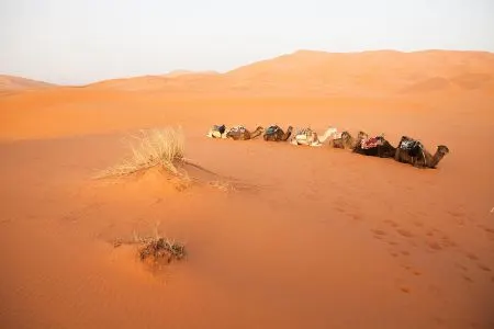 Safari no Deserto do Egito