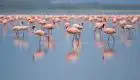 Flamingos and wildlife at Lake Nakuru National Park, Kenya - 12 Days Kenya and Egypt Tour