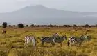 Grant's zebra