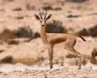 Dorcas gazelle, Ras Mohamed 12 Days Egypt Trips: Cairo, Nile Cruise and Sharm El Sheikh
