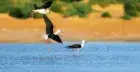 Bird Watching in Aswan 
