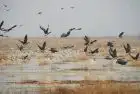 Bird Watching in Aswan 