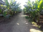 Explore Banana Island on a unique Luxor tour