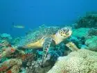 Snorkeling tour to Tiran Island