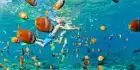 Marine life at Mahmya Island snorkeling Hurghada trips