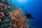 Tiran Island, Sharm El Sheikh
