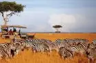 Wildlife roaming the Masai Mara savanna during the Best Kenya Safari Tour.